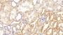 DAB staining on IHC-P; Sample: Human Kidney Tissue; Primary Ab: 20ug/ml Mouse Anti-Human MAPT Antibody; Second Ab: 2ug/mL HRP-Linked Caprine Anti-Mouse IgG Polyclonal Antibody