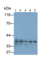 Western Blot; Samples: Lane1: Hela cell lysate; Lane2: HepG2 cell lysate; Lane3: Raji cell lysate; Lane4: U2OS cell lysate; Lane5: A549 cell lysate; Primary Ab: 1ug/ml Mouse Anti-Human FS Antibody; Second Ab: 0.2ug/ml HRP-Linked Caprine Anti-Mouse IgG Polyclonal Antibody
