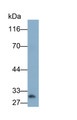 Western Blot; Sample: HepG2 cell lysate; Primary Ab: 0.3ug/ml Mouse Anti-Porcine ADPN Antibody; Second Ab: 0.2ug/ml HRP-Linked Caprine Anti-Mouse IgG Polyclonal Antibody