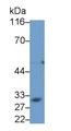 Western Blot; Sample: Rat Lymph node lysate Primary Ab: 0.2ug/ml Mouse Anti-Human CD23 Antibody Second Ab: 0.2ug/mL HRP-Linked Caprine Anti-Mouse IgG Polyclonal Antibody