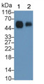 Western Blot; Sample: Lane1: Human Milk; Lane2: Human Urine Primary Ab: 0.5ug/ml Mouse Anti-Human CD14 Antibody Second Ab: 0.2ug/mL HRP-Linked Caprine Anti-Mouse IgG Polyclonal Antibody
