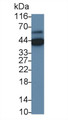 Western Blot; Sample: Mouse Cerebrum lysate; Primary Ab: 0.1ug/ml Mouse Anti-Human MBP Antibody; Second Ab: 0.2ug/mL HRP-Linked Caprine Anti-Mouse IgG Polyclonal Antibody
