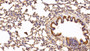 DAB staining on IHC-P; Sample: Rat Lung Tissue; Primary Ab: 20ug/ml Rabbit Anti-Human GSTp Antibody; Second Ab: 2ug/mL HRP-Linked Caprine Anti-Rabbit IgG Polyclonal Antibody