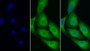 FITC staining on IF; Sample: Human U2OS cell; Primary Ab: 20ug/ml Rabbit Anti-Human PRNP Antibody Second Ab: 2ug/ml FITC-Linked Caprine Anti-Rabbit IgG Polyclonal Antibody
