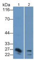 Western Blot; Sample: Lane1: Human Lymphocyte lysate; Lane2: U937 cell lysate Primary Ab: 0.5ug/ml Rabbit Anti-Human IL32 Antibody Second Ab: 0.2ug/mL HRP-Linked Caprine Anti-Rabbit IgG Polyclonal Antibody
