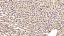 DAB staining on IHC-P; Sample: Rat Liver Tissue; Primary Ab: 20ug/ml Mouse Anti-Hamster GSTp Antibody Second Ab: 2ug/mL HRP-Linked Caprine Anti-Mouse IgG Polyclonal Antibody