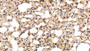 DAB staining on IHC-P; Sample: Rat Lung Tissue; Primary Ab: 20ug/ml Mouse Anti-Hamster GSTp Antibody; Second Ab: 2ug/mL HRP-Linked Caprine Anti-Mouse IgG Polyclonal Antibody