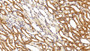 DAB staining on IHC-P; Sample: Rat Kidney Tissue; Primary Ab: 20ug/ml Mouse Anti-Hamster GSTp Antibody; Second Ab: 2ug/mL HRP-Linked Caprine Anti-Mouse IgG Polyclonal Antibody