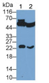 Western Blot; Sample: Lane1: Rat Cerebrum lysate; Lane2: Mouse Cerebrum lysate Primary Ab: 0.8ug/ml Mouse Anti-Hamster GSTp Antibody Second Ab: 0.2ug/mL HRP-Linked Caprine Anti-Mouse IgG Polyclonal Antibody