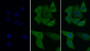 FITC staining on IF; Sample: Human Hela cell; Primary Ab: 30ug/ml Mouse Anti-Human ERK2 Antibody Second Ab: 5ug/ml FITC-Linked Caprine Anti-Mouse IgG Polyclonal Antibody