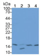 Western Blot; Sample: Lane1: Rat Thyroid lysate; Lane2: Porcine Liver lysate; Lane3: Porcine Skin lysate; Lane4: A549 cell lysate Primary Ab: 2ug/ml Mouse Anti-Human RBX1 Antibody Second Ab: 0.2ug/mL HRP-Linked Caprine Anti-Mouse IgG Polyclonal Antibody