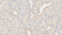 DAB staining on IHC-P; Sample: Human Kidney Tissue; Primary Ab: 20ug/ml Mouse Anti-Human Plg Antibody; Second Ab: 2ug/mL HRP-Linked Caprine Anti-Mouse IgG Polyclonal Antibody