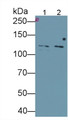 Western Blot; Sample: Lane1: K562 cell lysate; Lane2: A549 cell lysate Primary Ab: 1ug/ml Mouse Anti-Human GRIN2D Antibody Second Ab: 0.2ug/mL HRP-Linked Caprine Anti-Mouse IgG Polyclonal Antibody