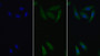 FITC staining on IF; Sample: Human HepG2 cell; Primary Ab: 20ug/ml Mouse Anti-Rat TFPI Antibody Second Ab: 1.5ug/ml FITC-Linked Caprine Anti-Mouse IgG Polyclonal Antibody