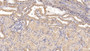 DAB staining on IHC-P; Samples: Human Kidney Tissue; Primary Ab: 10ug/ml Mouse Anti-Human b2M Antibody; Second Ab: 2ug/mL HRP-Linked Caprine Anti-Mouse IgG Polyclonal Antibody