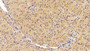 DAB staining on IHC-P; Sample: Human Cardiac Muscle Tissue; Primary Ab: 20ug/ml Mouse Anti-Human WSFS1 Antibody Second Ab: 2ug/mL HRP-Linked Caprine Anti-Mouse IgG Polyclonal Antibody