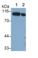 Western Blot; Sample: Lane1: Porcine Kidney lysate; Lane2: Rat Kidney lysate Primary Ab: 0.2ug/ml Mouse Anti-Human IGF1 Antibody Second Ab: 0.2ug/mL HRP-Linked Caprine Anti-Mouse IgG Polyclonal Antibody