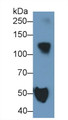 Western Blot; Sample: Rat Plasma Primary Ab: 0.2ug/ml Mouse Anti-Rat IGF1 Antibody Second Ab: 0.2ug/mL HRP-Linked Caprine Anti-Mouse IgG Polyclonal Antibody