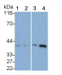 Western Blot; Sample: Lane1: Rat Liver lysate; Lane2: HepG2 cell lysate; Lane3: Raji cell lysate; Lane4: PC3 cell lysate Primary Ab: 0.2ug/ml Mouse Anti-Human IGF1 Antibody Second Ab: 0.2ug/mL HRP-Linked Caprine Anti-Mouse IgG Polyclonal Antibody