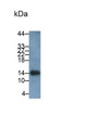 Western Blot; Sample: Porcine Vein lysate Primary Ab: 1ug/ml Mouse Anti-Human IBA1 Antibody Second Ab: 0.2ug/mL HRP-Linked Caprine Anti-Mouse IgG Polyclonal Antibody