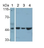 Western Blot; Sample: Lane1: Mouse Salivary gland lysate; Lane2: 293T cell lysate; Lane3: K562 cell lysate; Lane4: HepG2 cell lysate Primary Ab: 0.05ug/ml Rabbit Anti-Mouse YARS2 Antibody Second Ab: 0.2ug/mL HRP-Linked Caprine Anti-Rabbit IgG Polyclonal Antibody
