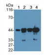 Western Blot; Sample: Lane1: Human Placenta lysate; Lane2: Porcine Heart lysate; Lane3: Mouse Heart lysate; Lane4: Mouse Skeletal muscle lysate; Primary Ab: 0.01ug/ml Mouse Anti-Multi-species ACTa2 Antibody; Second Ab: 0.2ug/mL HRP-Linked Caprine Anti-Mouse IgG Polyclonal Antibody