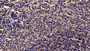 DAB staining on IHC-P; Sample: Rat Spleen Tissue; Primary Ab: 20ug/ml Mouse Anti-Multi-species STAT3 Antibody; Second Ab: 2ug/mL HRP-Linked Caprine Anti-Mouse IgG Polyclonal Antibody