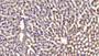 DAB staining on IHC-P; Sample: Rat Liver Tissue; Primary Ab: 20ug/ml Mouse Anti-Multi-species STAT3 Antibody Second Ab: 2ug/mL HRP-Linked Caprine Anti-Mouse IgG Polyclonal Antibody