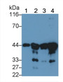 Western Blot; Sample: Lane1: Human Placenta lysate; Lane2: Porcine Heart lysate; Lane3: Mouse Heart lysate; Lane4: Mouse Skeletal muscle lysate; Primary Ab: 0.01ug/ml Mouse Anti-Multi-species ACTa2 Antibody; Second Ab: 0.2ug/mL HRP-Linked Caprine Anti-Mouse IgG Polyclonal Antibody