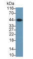 Western Blot; Sample: Rat Heart lysate; Primary Ab: 0.004ug/ml Mouse Anti-Multi-species ACTa2 Antibody; Second Ab: 0.2ug/mL HRP-Linked Caprine Anti-Mouse IgG Polyclonal Antibody
