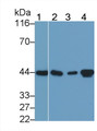 Western Blot; Sample: Lane1: Human Placenta lysate; Lane2: Porcine Heart lysate; Lane3: Mouse Heart lysate; Lane4: Mouse Skeletal muscle lysate; Primary Ab: 0.001ug/ml Mouse Anti-Multi-species ACTa2 Antibody; Second Ab: 0.2ug/mL HRP-Linked Caprine Anti-Mouse IgG Polyclonal Antibody