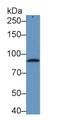 Western Blot; Sample: Human Serum Primary Ab: 0.2ug/ml Mouse Anti-Human C1s Antibody Second Ab: 0.2ug/mL HRP-Linked Caprine Anti-Mouse IgG Polyclonal Antibody
