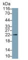 Western Blot; Sample: Human Placenta lysate Primary Ab: 0.6ug/ml Mouse Anti-Human GH Antibody Second Ab: 0.2ug/mL HRP-Linked Caprine Anti-Mouse IgG Polyclonal Antibody