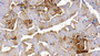 DAB staining on IHC-P; Sample: Porcine Skeletal muscle Tissue; Primary Ab: 20ug/ml Mouse Anti-Porcine MYO Antibody Second Ab: 2ug/mL HRP-Linked Caprine Anti-Mouse IgG Polyclonal Antibody