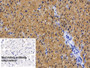 DAB staining on IHC-P; Sample: Porcine Cardiac Muscle Tissue; Primary Ab: 20ug/ml Mouse Anti-Porcine MYO Antibody; Control: Used PBS instead of primary antibody; Second Ab: 2ug/ml HRP-Linked Caprine Anti-Mouse IgG Polyclonal Antibody
