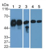 Western Blot; Sample: Lane1: Human Milk; Lane2: Human Urine; Lane3: Human PBMC lysate; Lane4: U937 cell lysate; Lane5: THP1 cell lysate; Primary Ab: 0.5ug/ml Mouse Anti-Human CD14 Antibody; Second Ab: 0.2ug/mL HRP-Linked Caprine Anti-Mouse IgG Polyclonal Antibody
