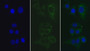 FITC staining on IF; Sample: Human Hela cell; Primary Ab: 30ug/ml Mouse Anti-Human S100A12 Antibody Second Ab: 5ug/ml FITC-Linked Caprine Anti-Mouse IgG Polyclonal Antibody