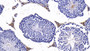 DAB staining on IHC-P; Sample: Mouse Testis Tissue; Primary Ab: 10ug/ml Rabbit Anti-Mouse ACE2 Antibody; Second Ab: 2ug/mL HRP-Linked Caprine Anti-Rabbit IgG Polyclonal Antibody