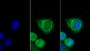 FITC staining on IF; Sample: Human MCF7 cell; Primary Ab: 30ug/ml Mouse Anti-Rat GERP Antibody Second Ab: 2ug/ml FITC-Linked Caprine Anti-Mouse IgG Polyclonal Antibody