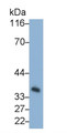 Western Blot; Sample: Rat Lung lysate; Primary Ab: 0.2ug/ml Mouse Anti-Rat CA4 Antibody; Second Ab: 0.2ug/mL HRP-Linked Caprine Anti-Mouse IgG Polyclonal Antibody