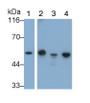 Western Blot; Sample: Lane1: Rat Cerebrum lysate; Lane2: Rat Cerebellum lysate; Lane3: Porcine Cerebrum lysate; Lane4: Porcine Cerebellum lysate Primary Ab: 0.01ug/ml Mouse Anti-Rat GFAP Antibody Second Ab: 0.2ug/mL HRP-Linked Caprine Anti-Mouse IgG Polyclonal Antibody