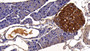 DAB staining on IHC-P; Sample: Mouse Pancreas Tissue; Primary Ab: 20ug/ml Rabbit Anti-Mouse CP Antibody Second Ab: 2ug/mL HRP-Linked Caprine Anti-Rabbit IgG Polyclonal Antibody