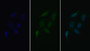 FITC staining on IF; Sample: Human MCF7 cell; Primary Ab: 20ug/ml Mouse Anti-Human VEGFR2 Antibody Second Ab: 5ug/ml FITC-Linked Caprine Anti-Mouse IgG Polyclonal Antibody