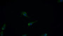 FITC staining on IF; Sample: Human U87MG cell; Primary Ab: 20ug/ml Mouse Anti-Human NGF Antibody; Second Ab: 5ug/ml FITC-Linked Caprine Anti-Mouse IgG Polyclonal Antibody