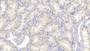 DAB staining on IHC-P; Samples: Human Kidney Tissue; Primary Ab: 30ug/ml Mouse Anti-Human RNASE2 Antibody Second Ab: 2ug/mL HRP-Linked Caprine Anti-Mouse IgG Polyclonal Antibody