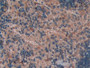 DAB staining on IHC-P; Sample: Rat Spleen Tissue; Primary Ab: 40ug/ml Mouse Anti-Rat IL10 Antibody; Second Ab: 2ug/mL HRP-Linked Caprine Anti-Mouse IgG Polyclonal Antibody