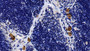 DAB staining on IHC-P; Sample: Rat Thymus Tissue; Primary Ab: 30ug/ml Mouse Anti-Human TLR2 Antibody Second Ab: 2ug/mL HRP-Linked Caprine Anti-Mouse IgG Polyclonal Antibody