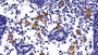 DAB staining on IHC-P; Sample: Rat Lymph node Tissue; Primary Ab: 30ug/ml Mouse Anti-Human CR2 Antibody Second Ab: 2ug/mL HRP-Linked Caprine Anti-Mouse IgG Polyclonal Antibody