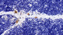 DAB staining on IHC-P; Sample: Rat Thymus Tissue; Primary Ab: 30ug/ml Mouse Anti-Human TLR5 Antibody; Second Ab: 2ug/mL HRP-Linked Caprine Anti-Mouse IgG Polyclonal Antibody