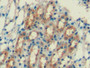 DAB staining on IHC-P; Sample: Mouse Kidney Tissue; Primary Ab: 20ug/ml Mouse Anti-Mouse FTH Antibody; Second Ab: 2ug/mL HRP-Linked Caprine Anti-Mouse IgG Polyclonal Antibody
